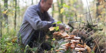 An In-Depth Look at Mushroom Spawn