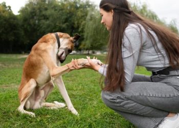 Yak Cheese Dog Chews: A Solution for Aggressive Chewers