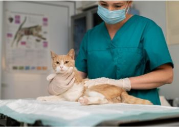 When Should My Cat See a Vet?