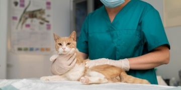 When Should My Cat See a Vet?