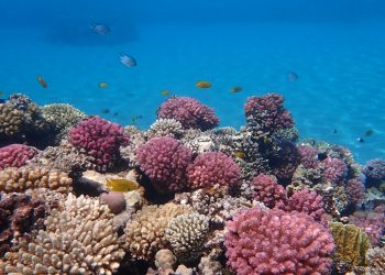 Explore the Underwater Wonders of Egypt: Scuba Diving in Hurghada