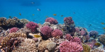 Explore the Underwater Wonders of Egypt: Scuba Diving in Hurghada