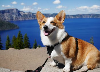 Understanding the Costs of Owning a Pembroke Welsh Corgi: What You Need to Know