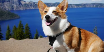 Understanding the Costs of Owning a Pembroke Welsh Corgi: What You Need to Know