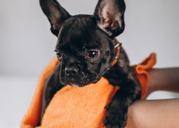 How to Get Dog Poop out of Carpets, Clean up Urine, and Disinfect