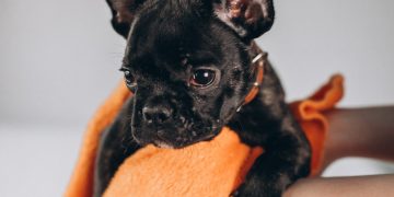 How to Get Dog Poop out of Carpets, Clean up Urine, and Disinfect