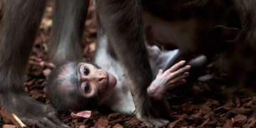 Not Just Land, This Is Heritage: Concrete Action to Protect the Bornean OrangutanIntroduction: More Than Just Land